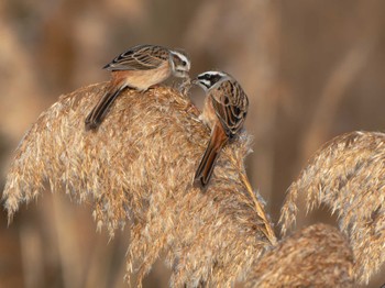 Meadow Bunting 長崎県 Thu, 1/11/2024