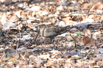 2024年1月8日(月) 舞岡公園の野鳥観察記録