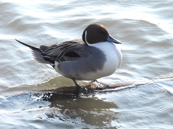 Northern Pintail 磐田大池 Sun, 12/31/2023