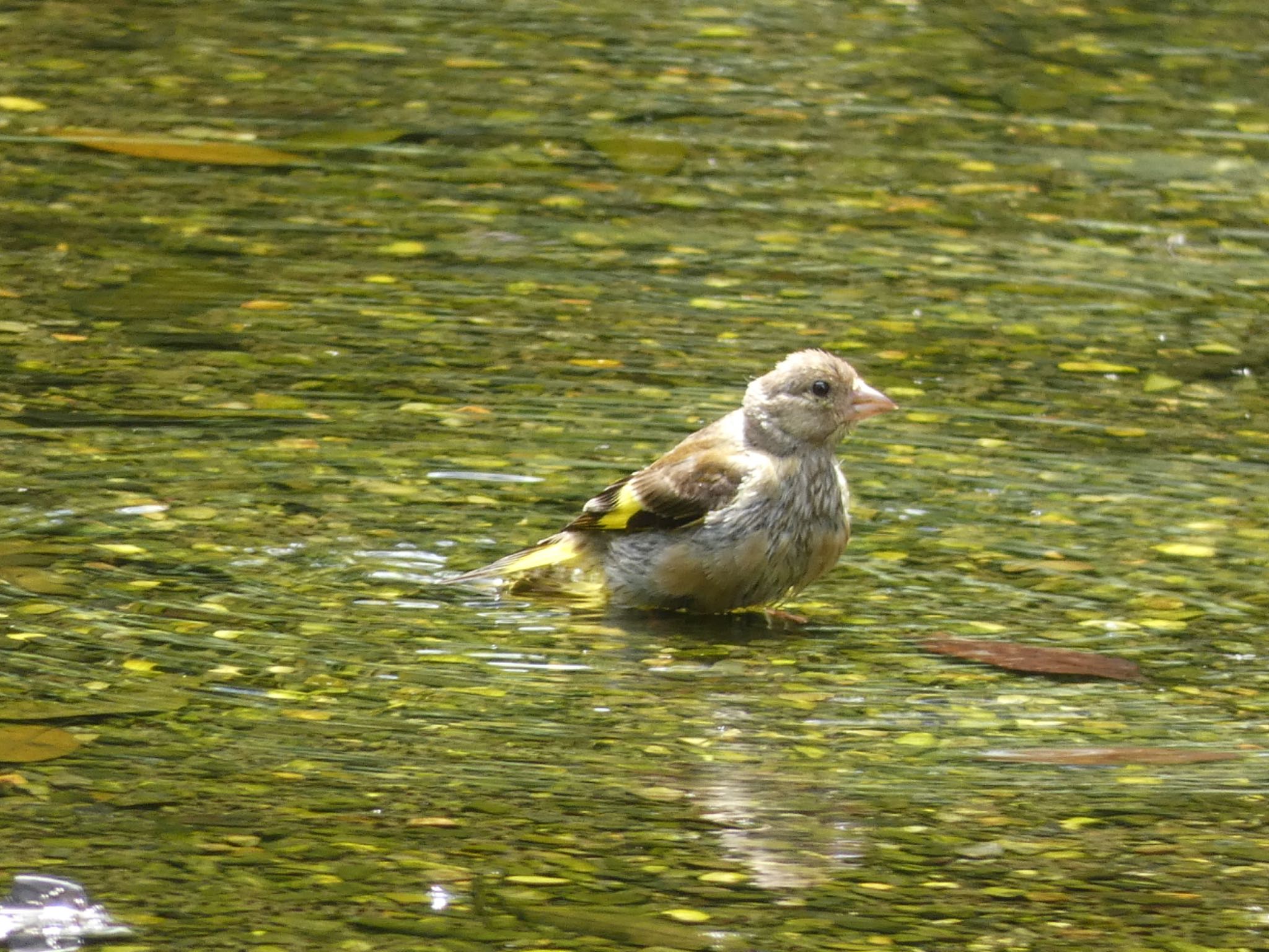 Grey-capped Greenfinch