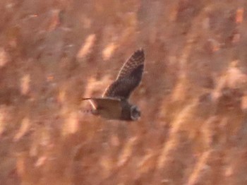 Short-eared Owl Watarase Yusuichi (Wetland) Fri, 12/29/2023