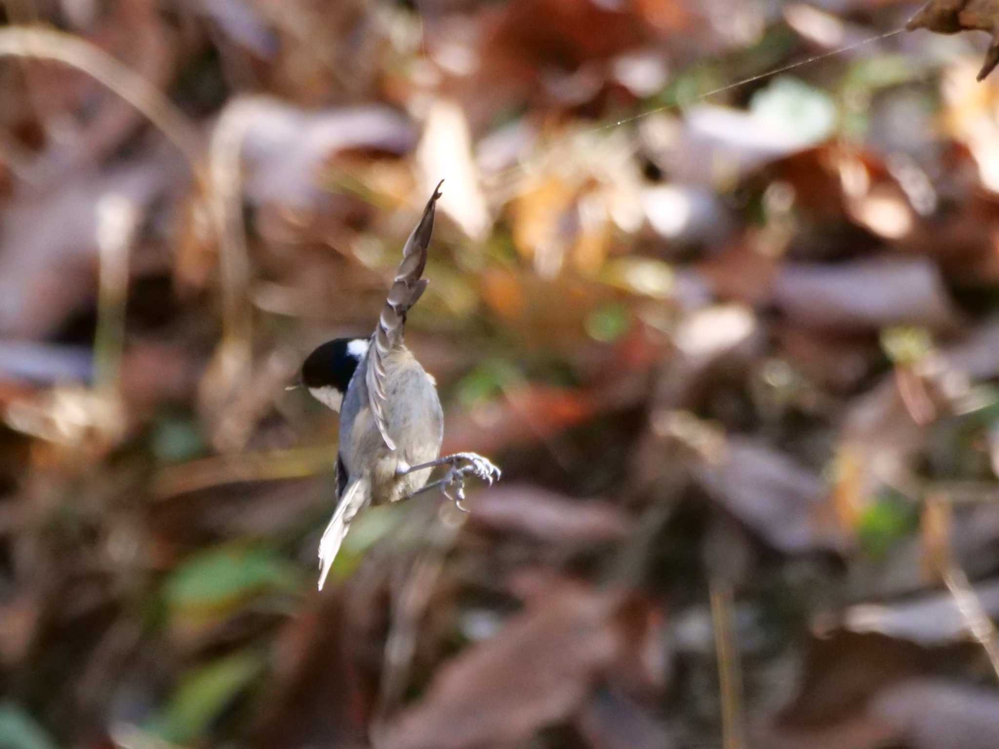 秩父 ヒガラの写真 by little birds