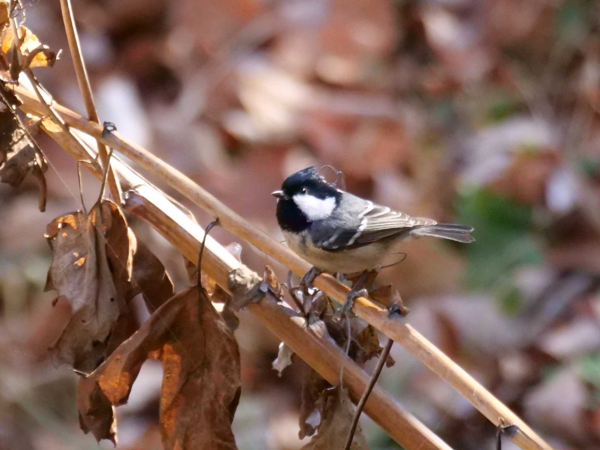 ヒガラ3態。　事の始まり。　続編あり。　（原画です） by little birds