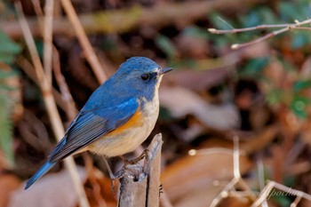 ルリビタキ 小宮公園(八王子) 2024年1月8日(月)