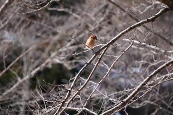 未同定 みなくち子どもの森 撮影日未設定