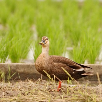 Eastern Spot-billed Duck 東大阪市池島 Sun, 6/18/2023