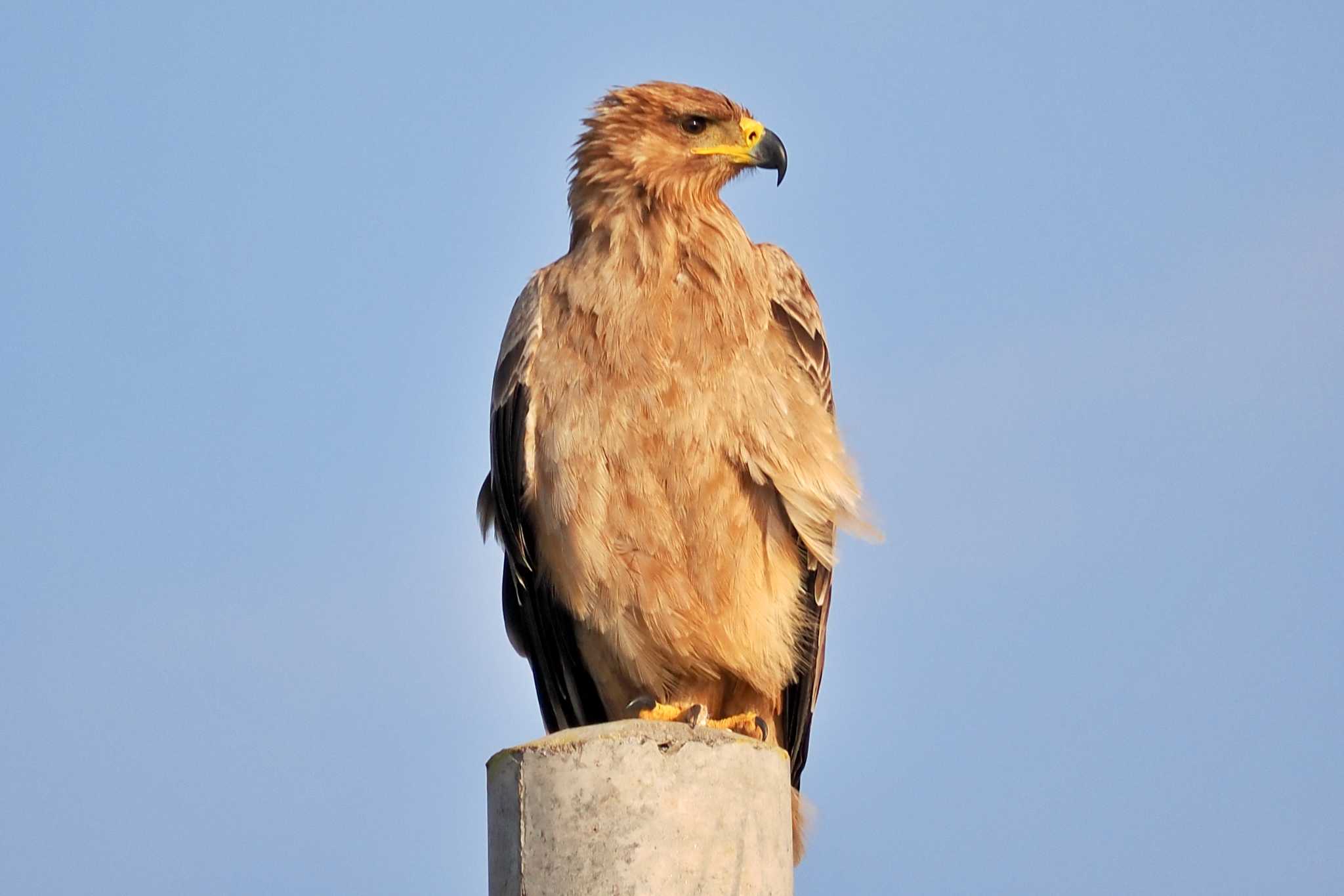 Photo of Tawny Eagle at Amboseli National Park by 藤原奏冥