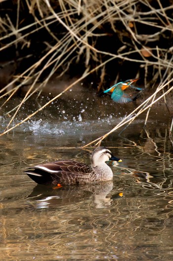 Eastern Spot-billed Duck 島田川河口(山口県) Tue, 1/9/2024