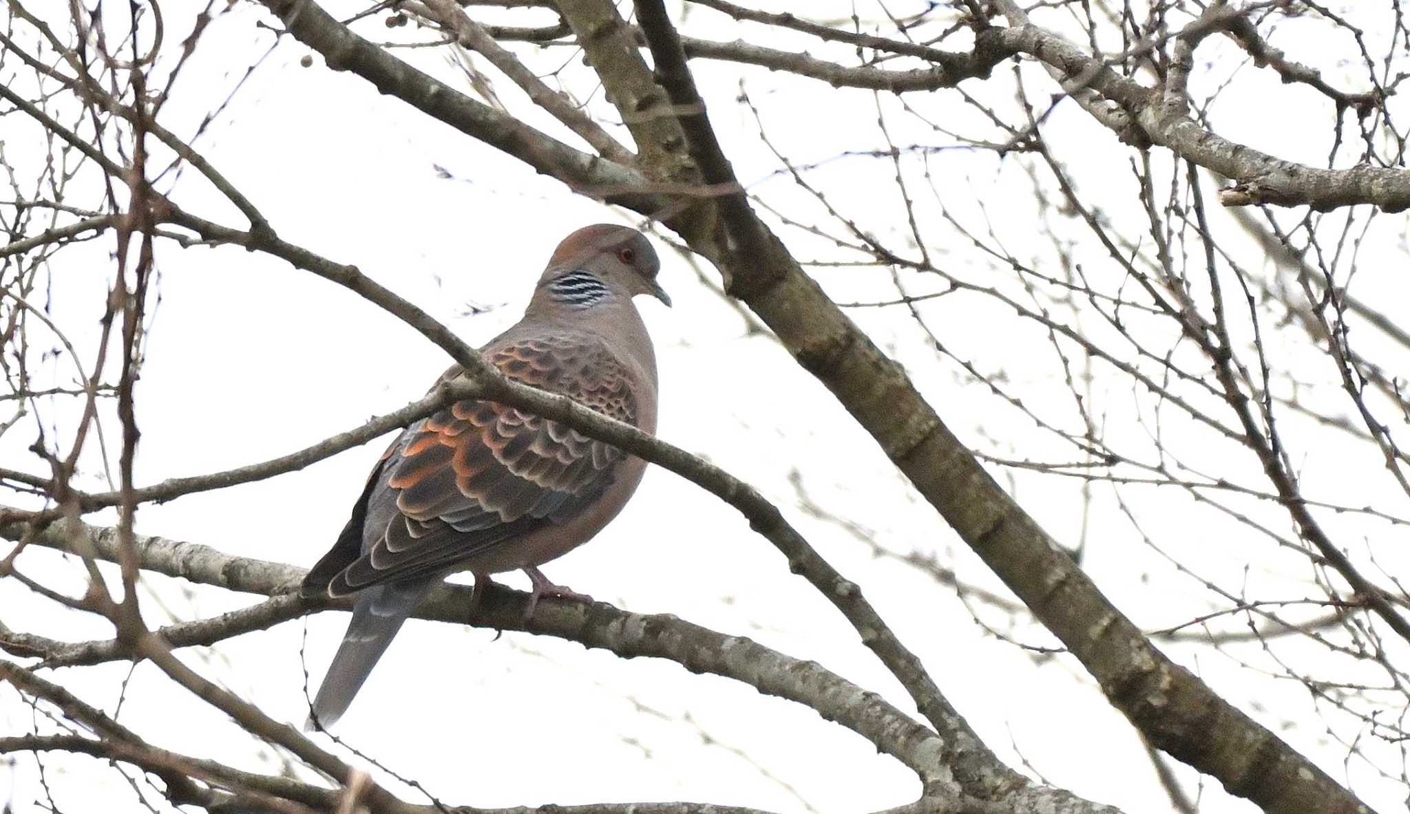 Oriental Turtle Dove