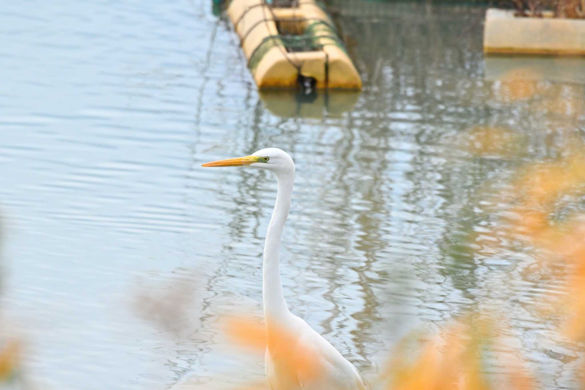 Great Egret