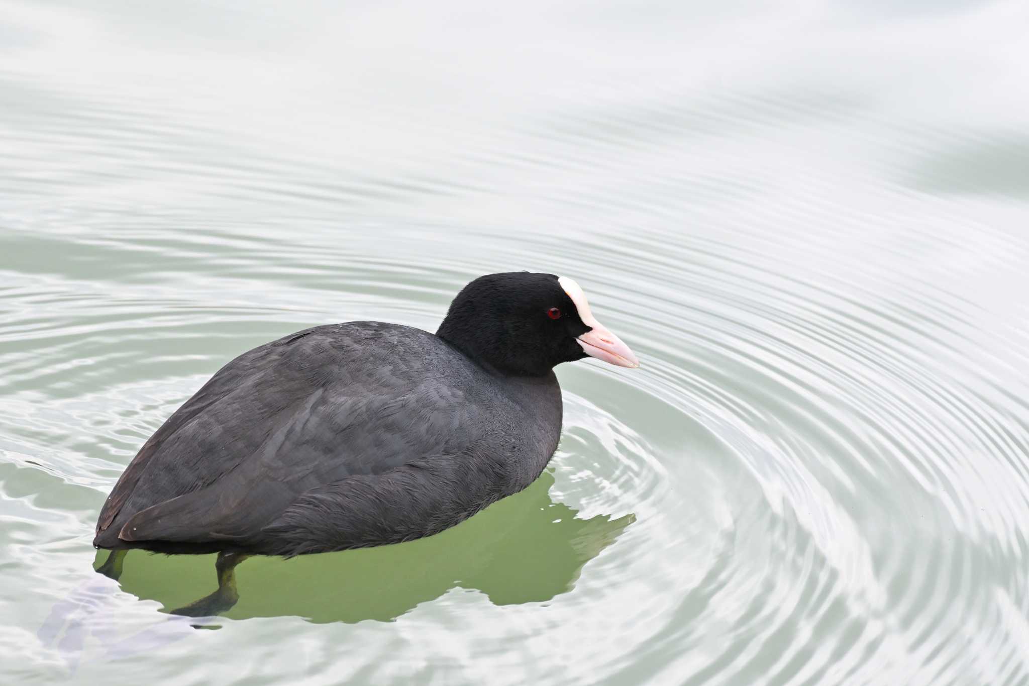 Eurasian Coot