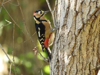 Sat, 11/3/2018 Birding report at 兵庫県明石市・稲美町