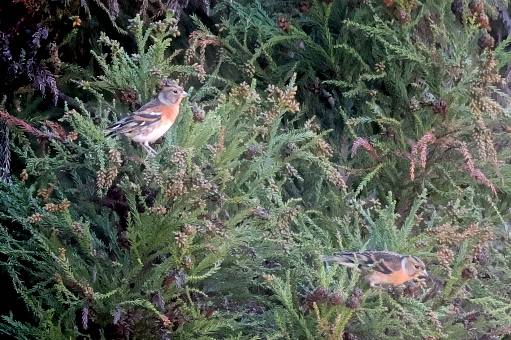 Brambling