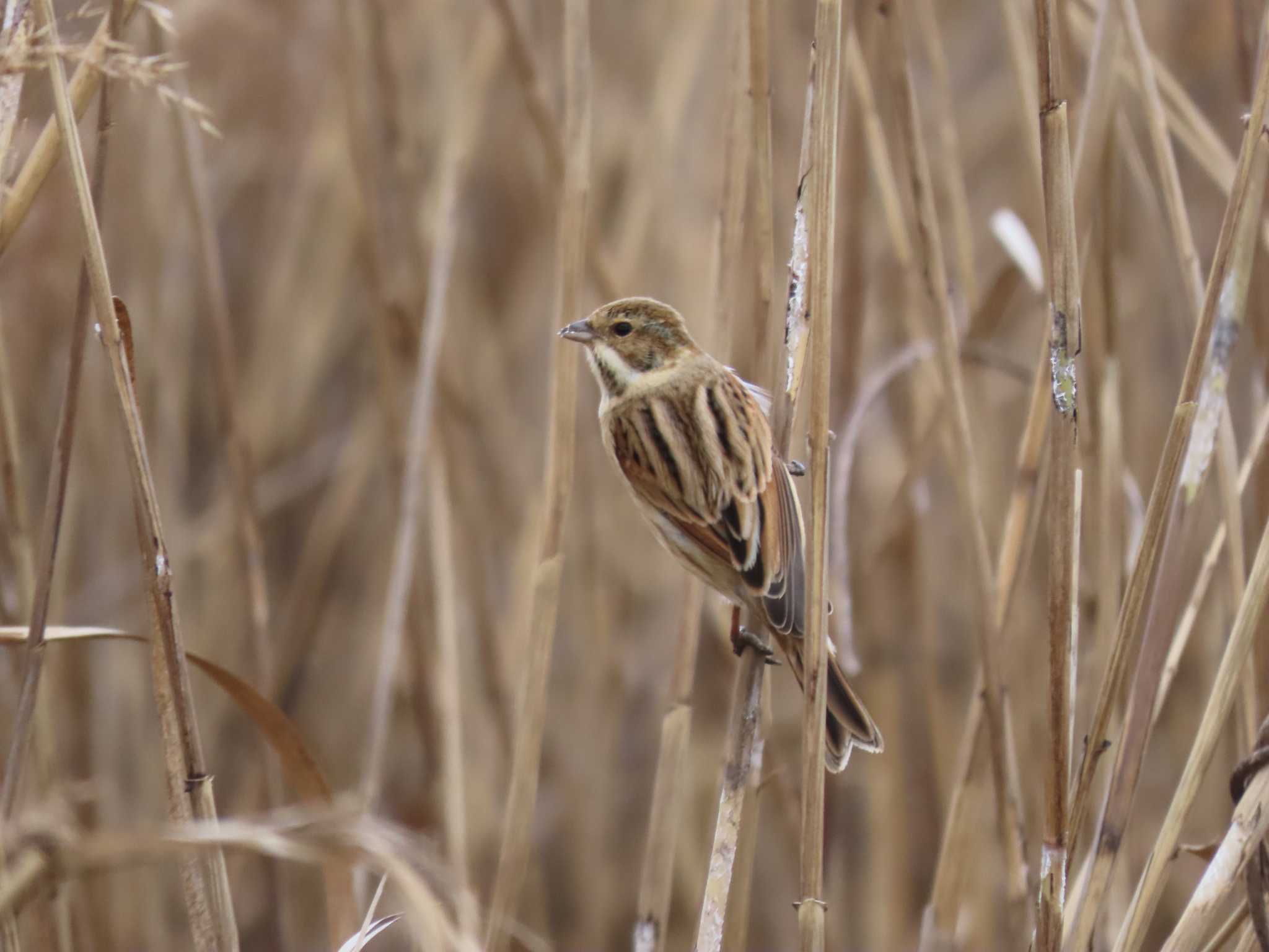 Common Reed Bunting