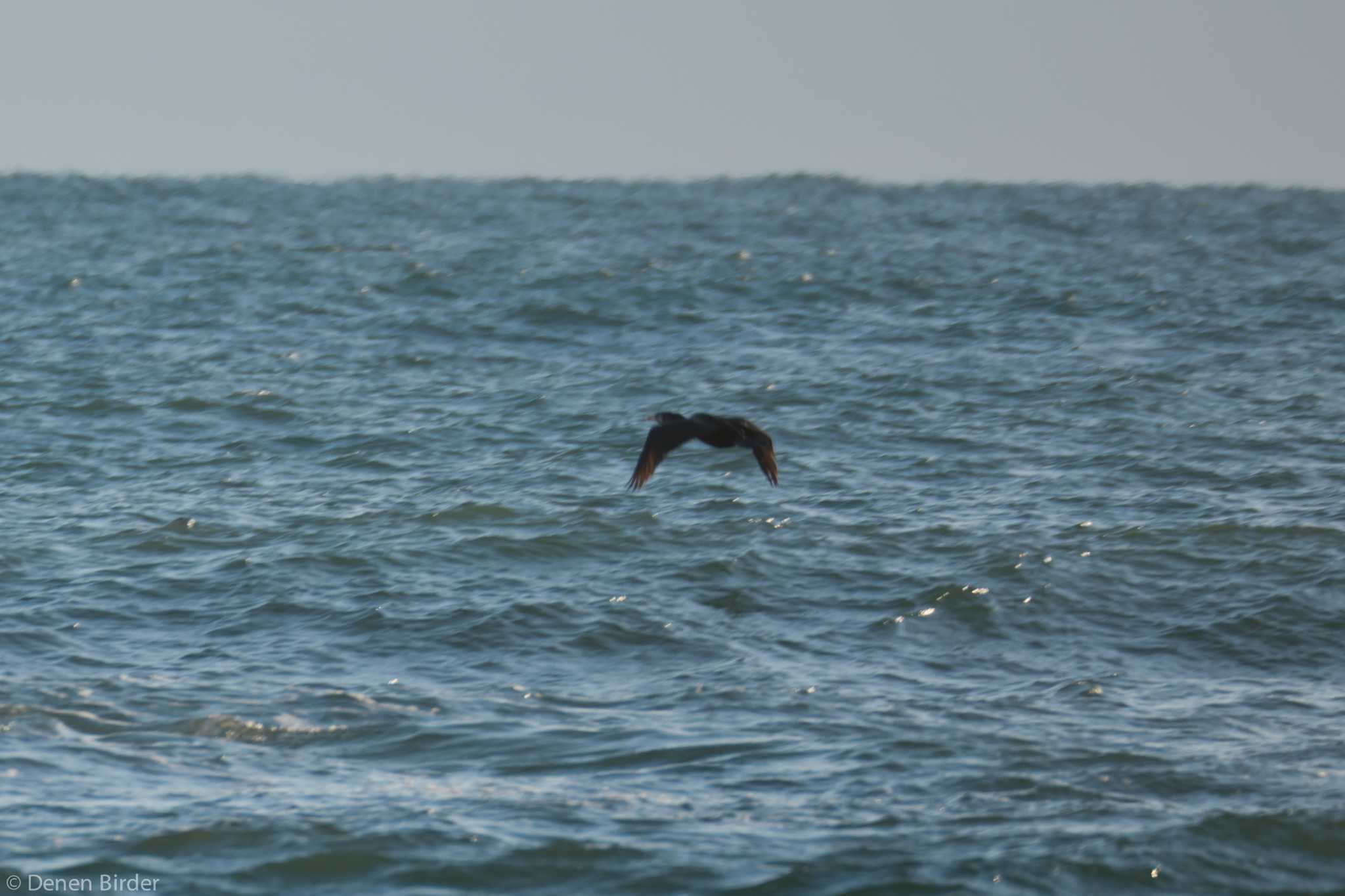 Japanese Cormorant