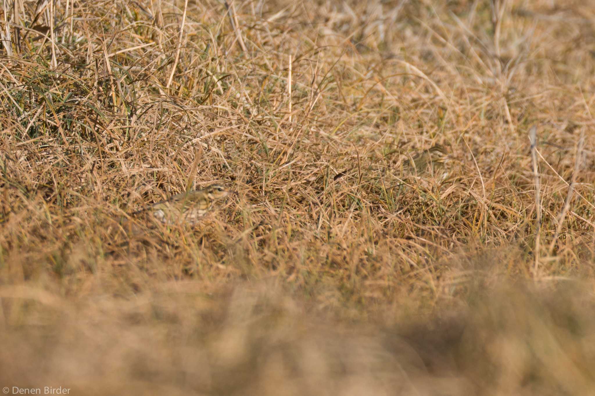 Olive-backed Pipit