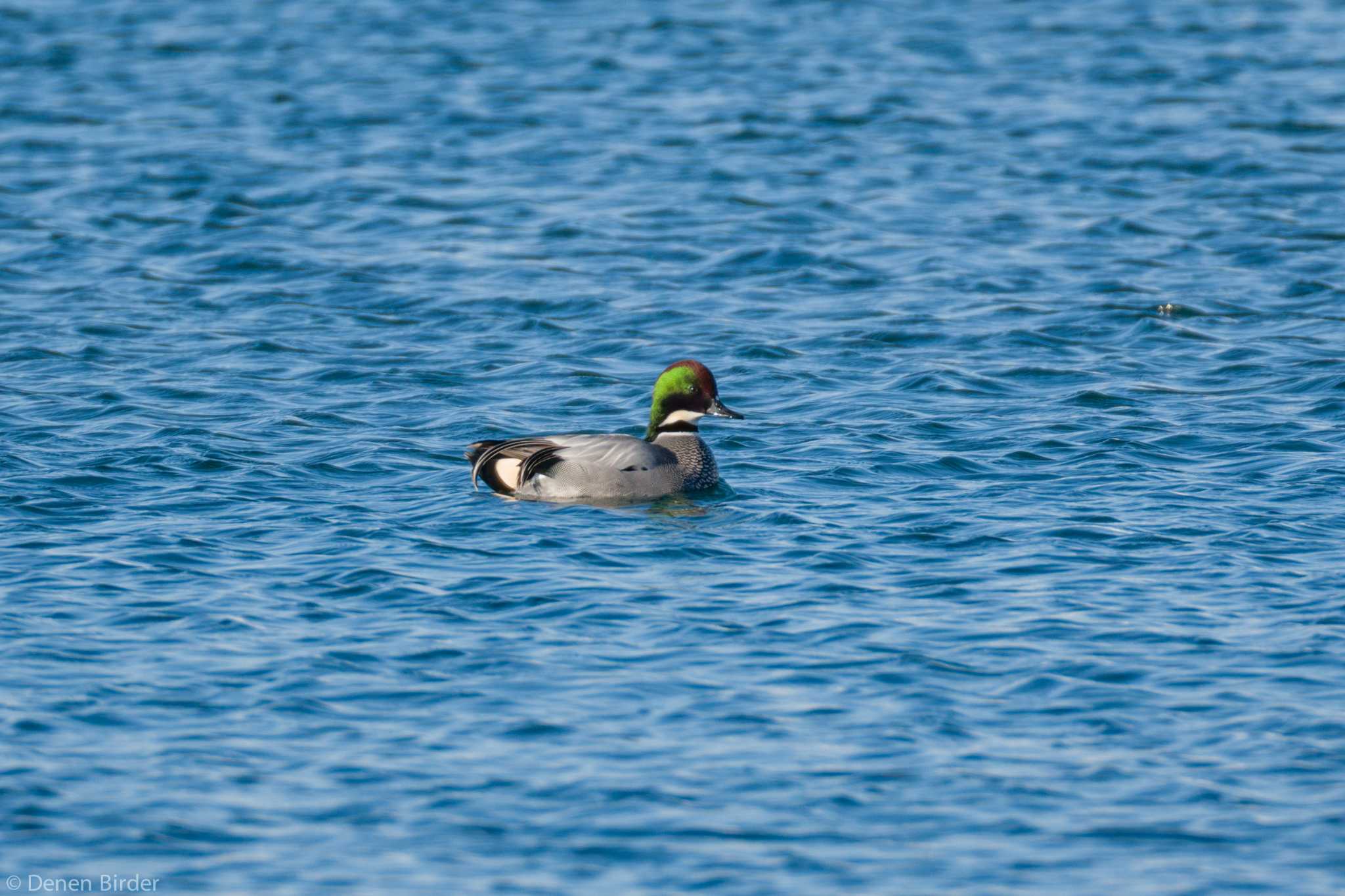 Falcated Duck