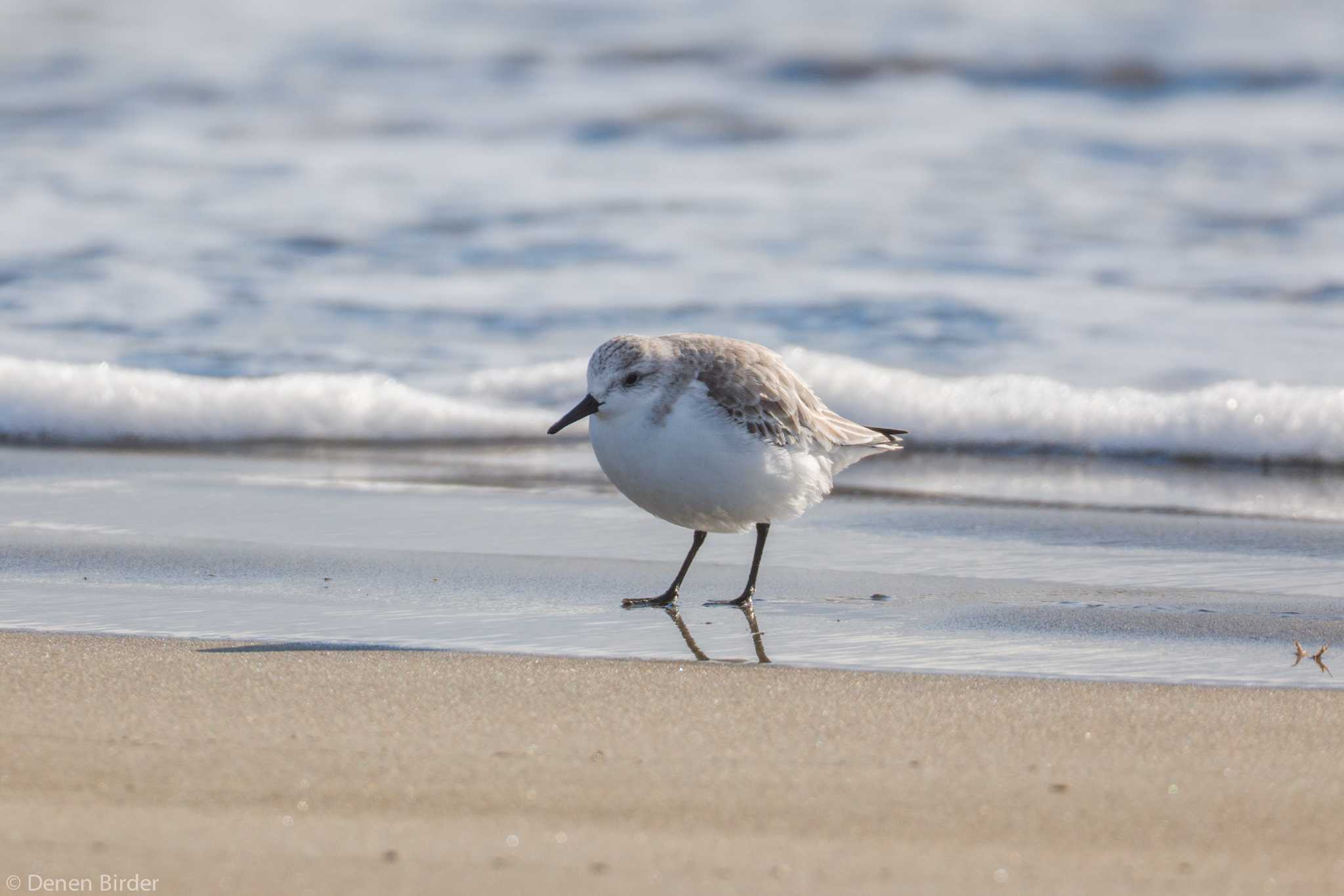 大洗 ミユビシギの写真 by 田園Birder