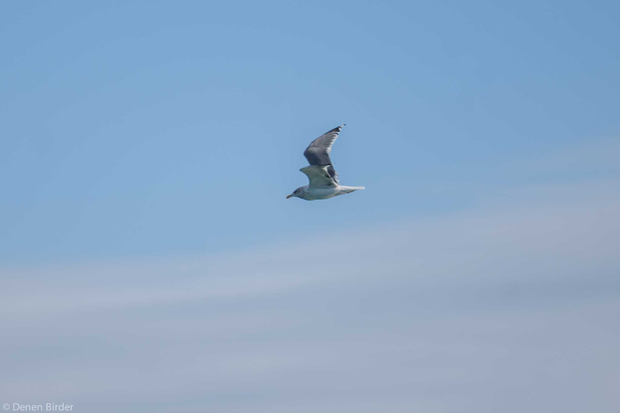 Vega Gull