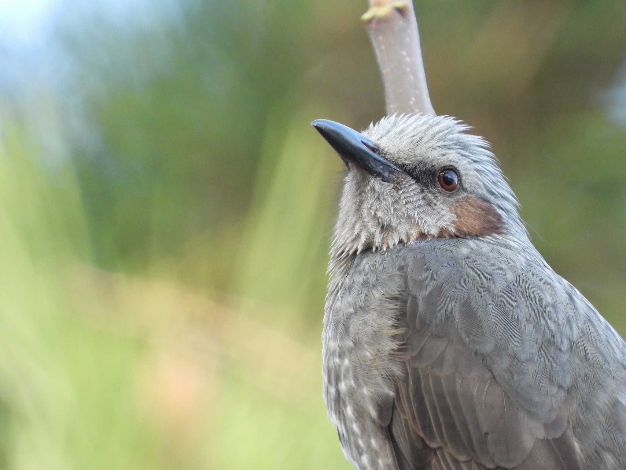 Photo of Brown-eared Bulbul at Hattori Ryokuchi Park by ひよひよ