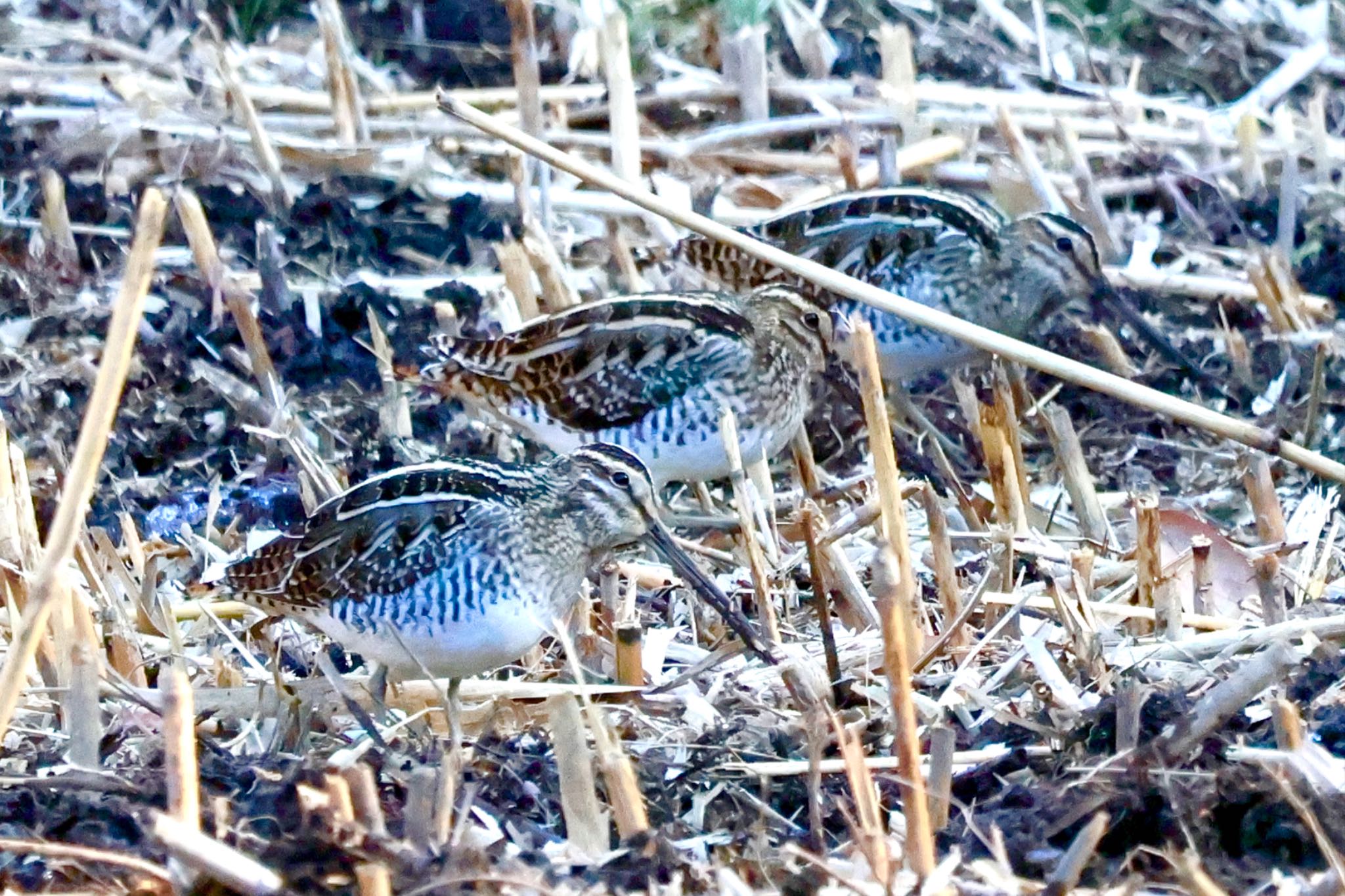 Common Snipe