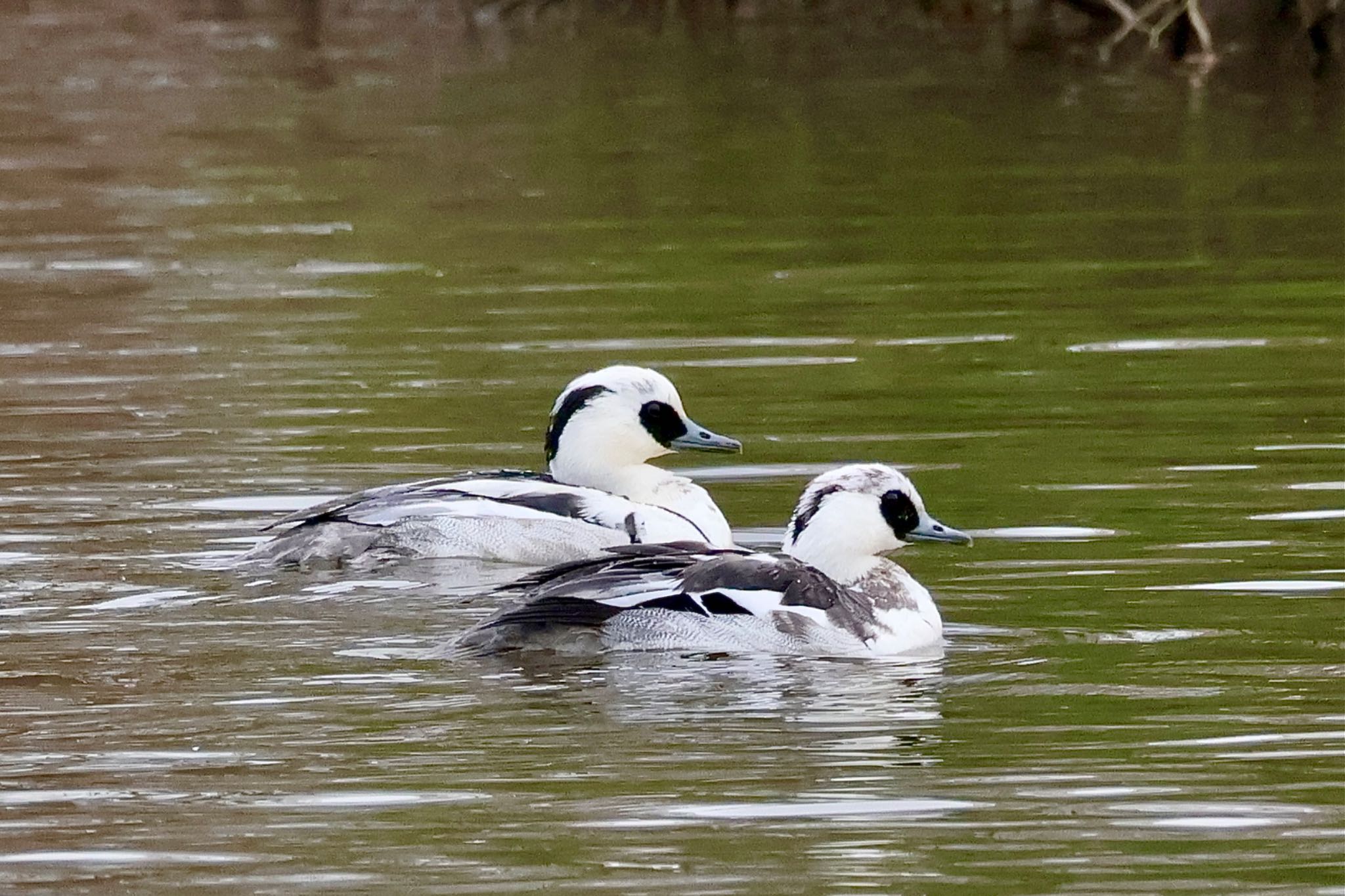 Smew