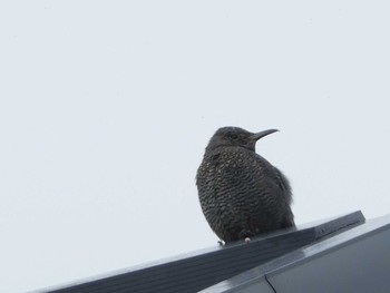 2018年11月4日(日) 境川(境橋付近)の野鳥観察記録