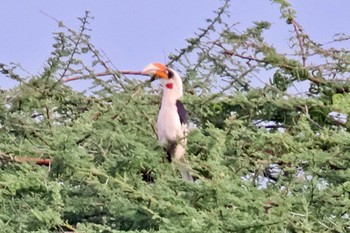 Von der Decken's Hornbill Amboseli National Park Sun, 12/31/2023