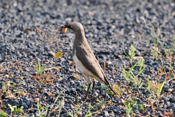 Fischer's Starling Amboseli National Park Sun, 12/31/2023