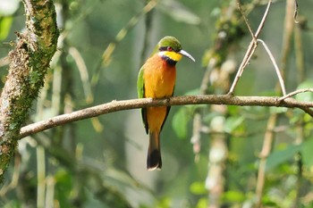 チャムネハチクイ アンボセリ国立公園 2024年1月2日(火)