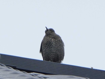 Blue Rock Thrush 境川(境橋付近) Sun, 11/4/2018