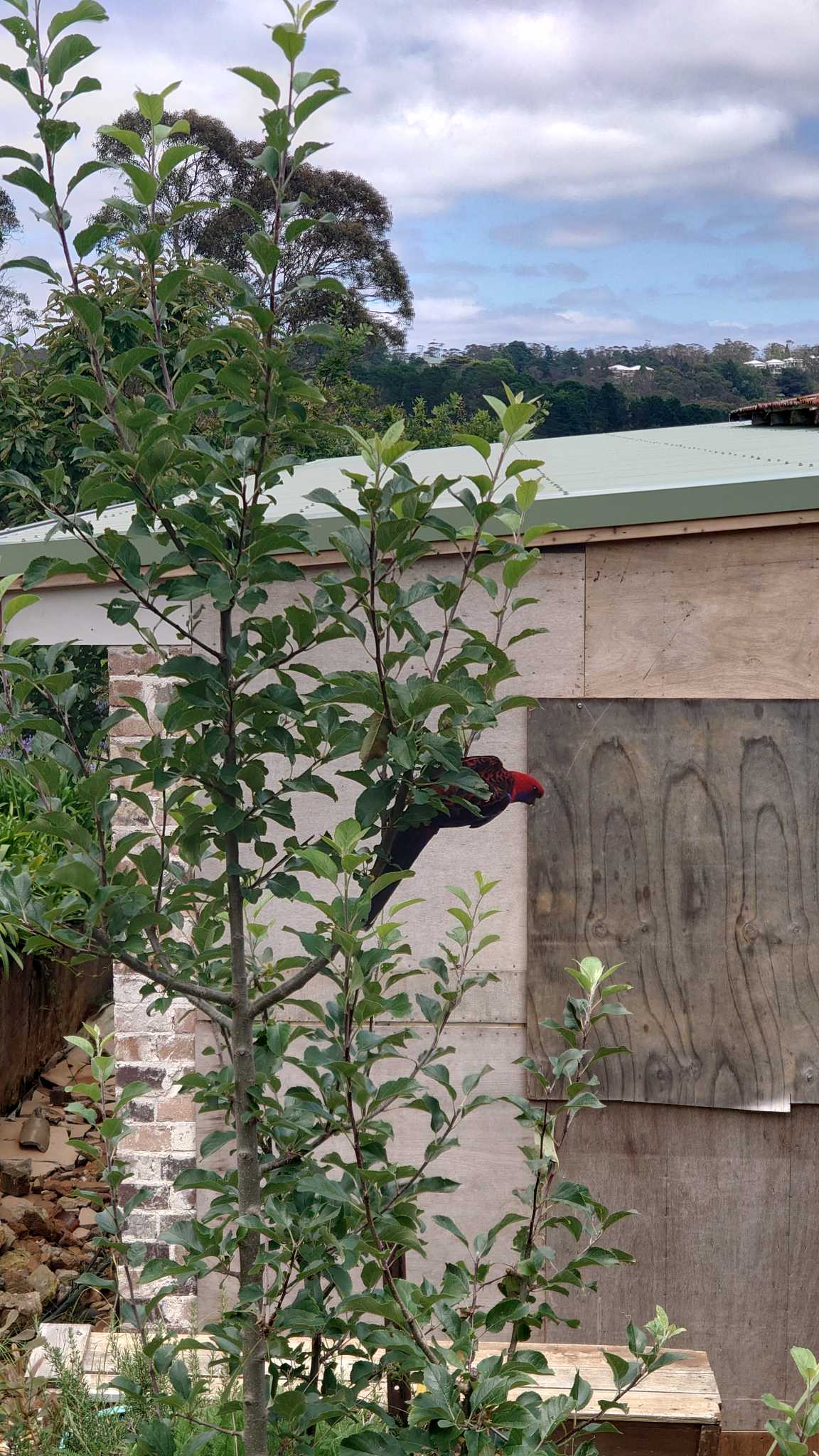 ブルー・マウンテンズ国立公園 アカクサインコの写真 by impact cisse