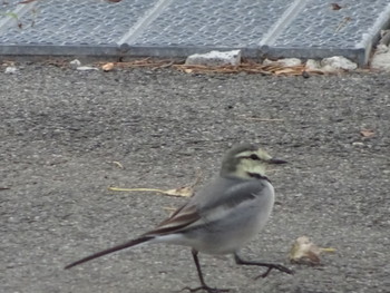 2018年11月4日(日) 神戸市の野鳥観察記録