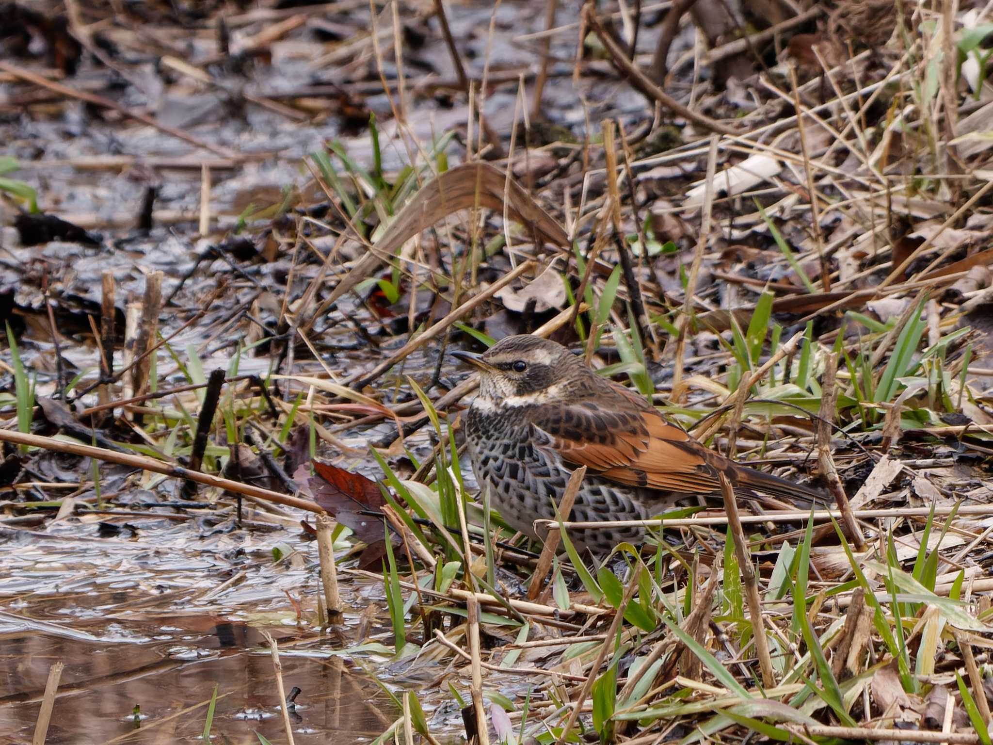 Photo of Dusky Thrush at Maioka Park by 丁稚