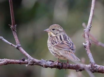 Masked Bunting Maioka Park Thu, 1/11/2024