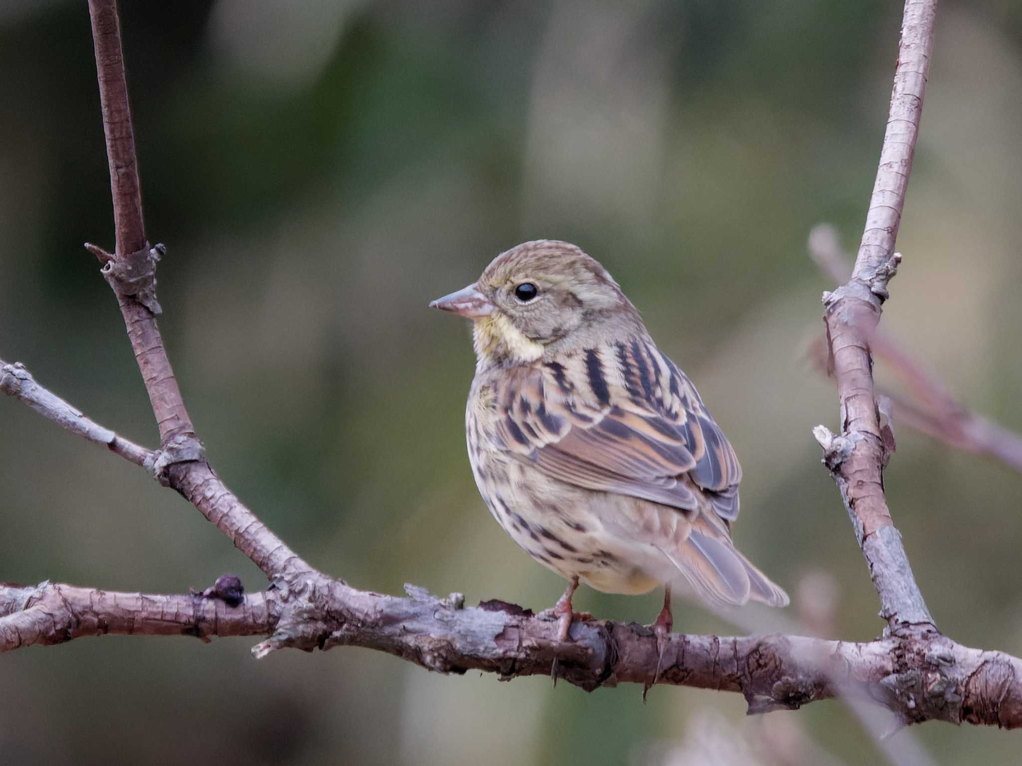 Photo of Masked Bunting at Maioka Park by 丁稚