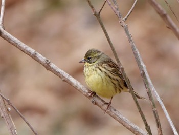 アオジ 舞岡公園 2024年1月11日(木)