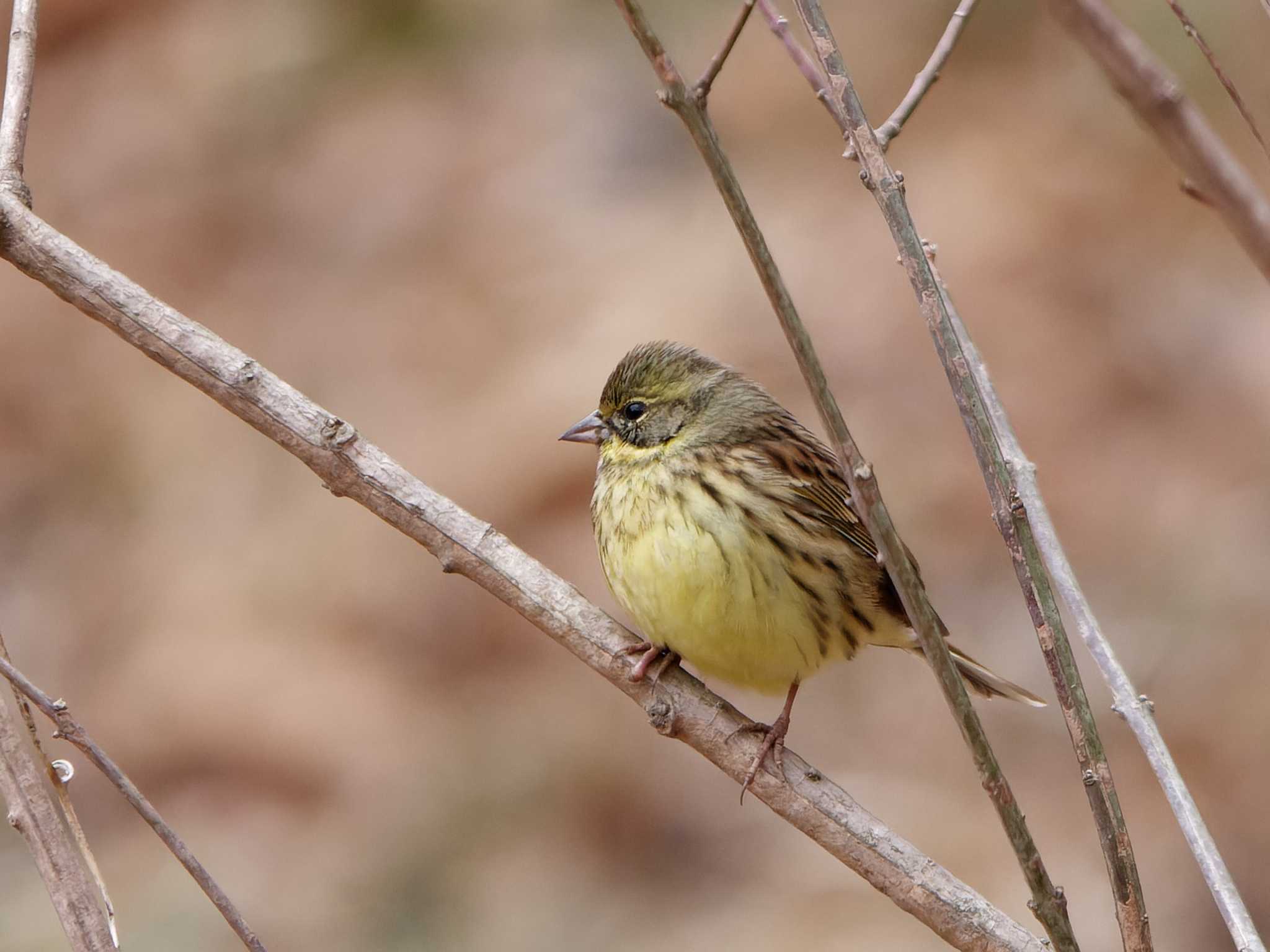 Photo of Masked Bunting at Maioka Park by 丁稚