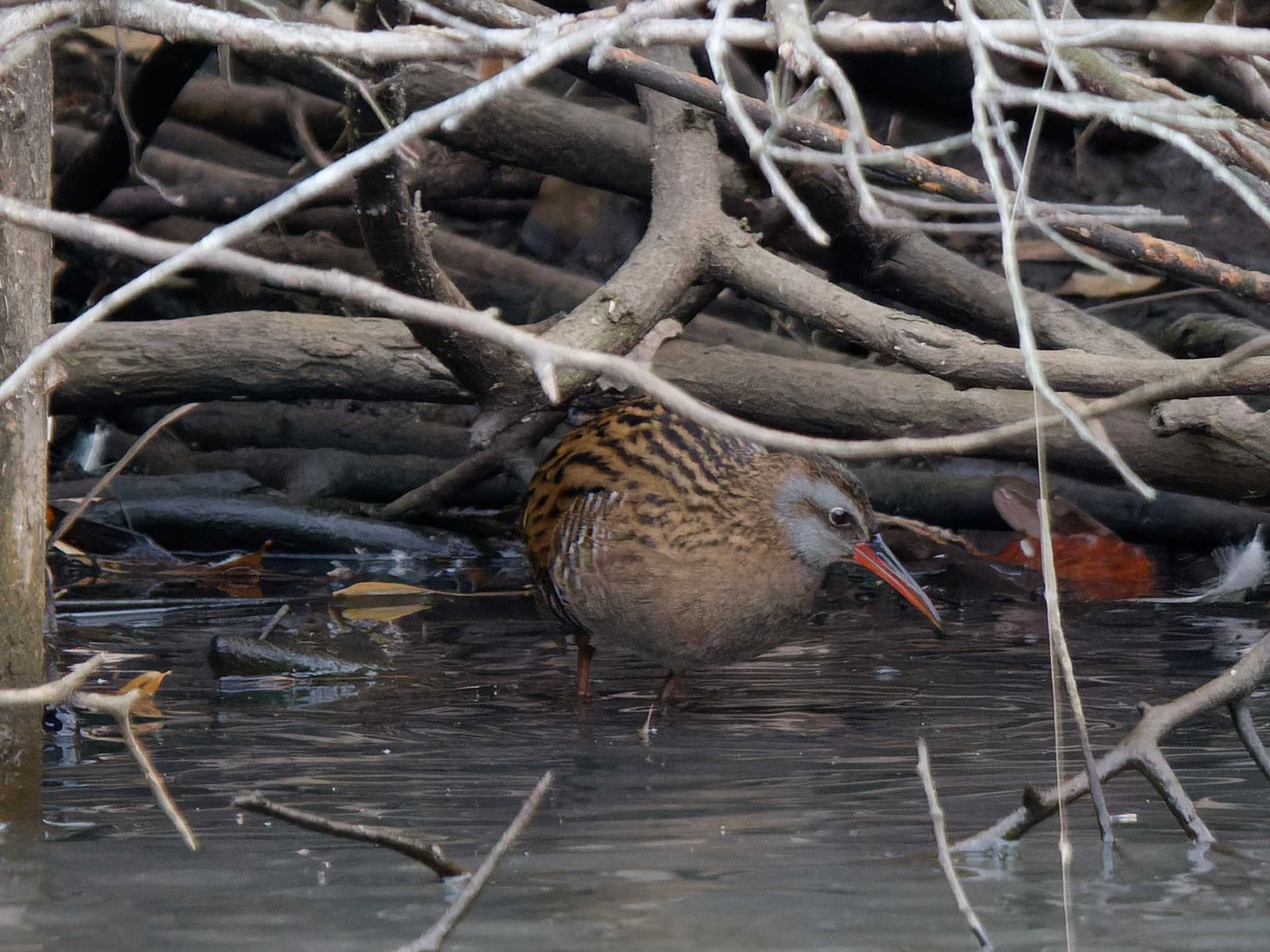 Photo of Brown-cheeked Rail at Maioka Park by 丁稚