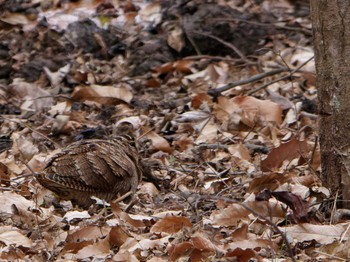 Eurasian Woodcock Maioka Park Thu, 1/11/2024