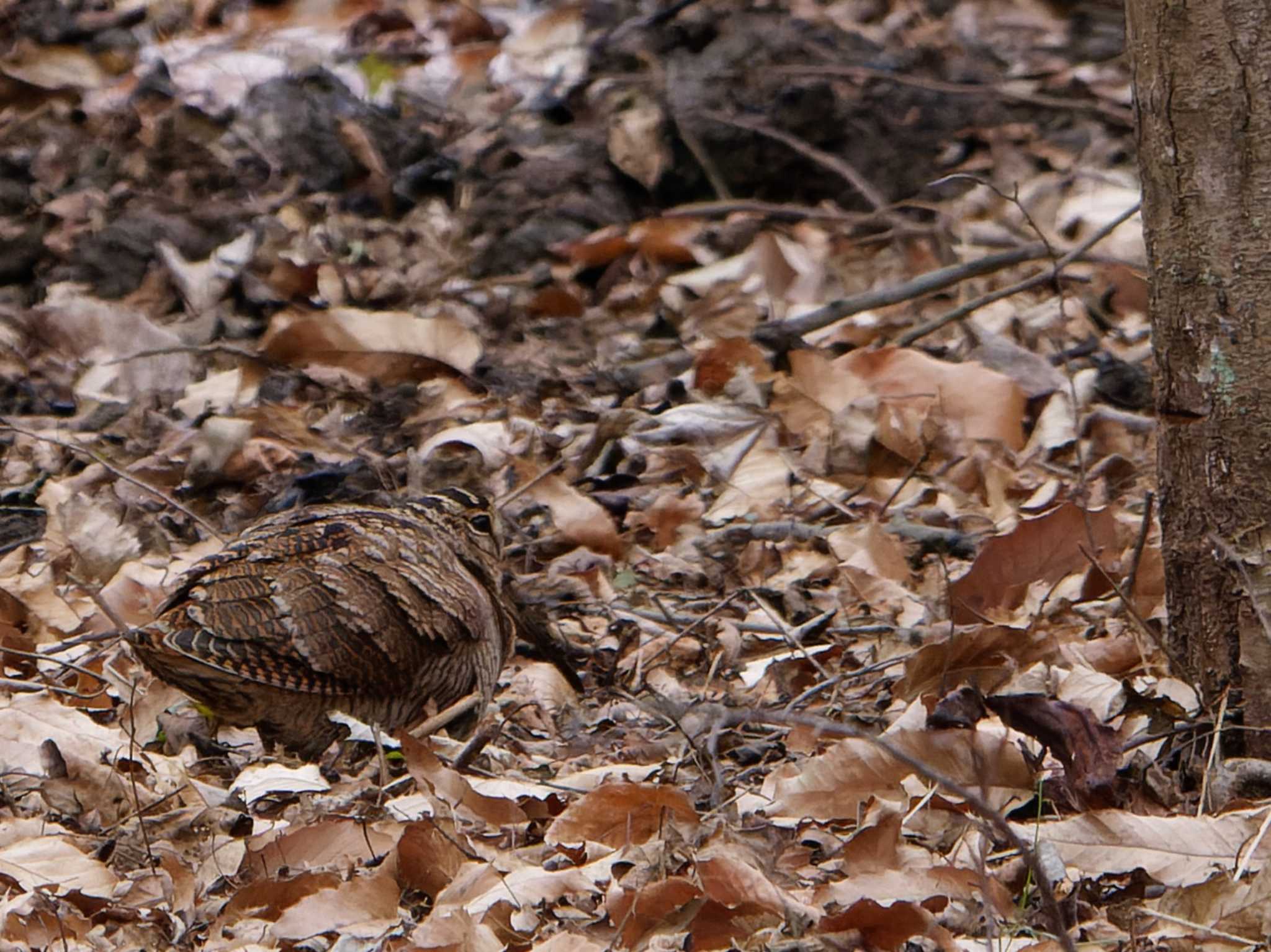 Photo of Eurasian Woodcock at Maioka Park by 丁稚