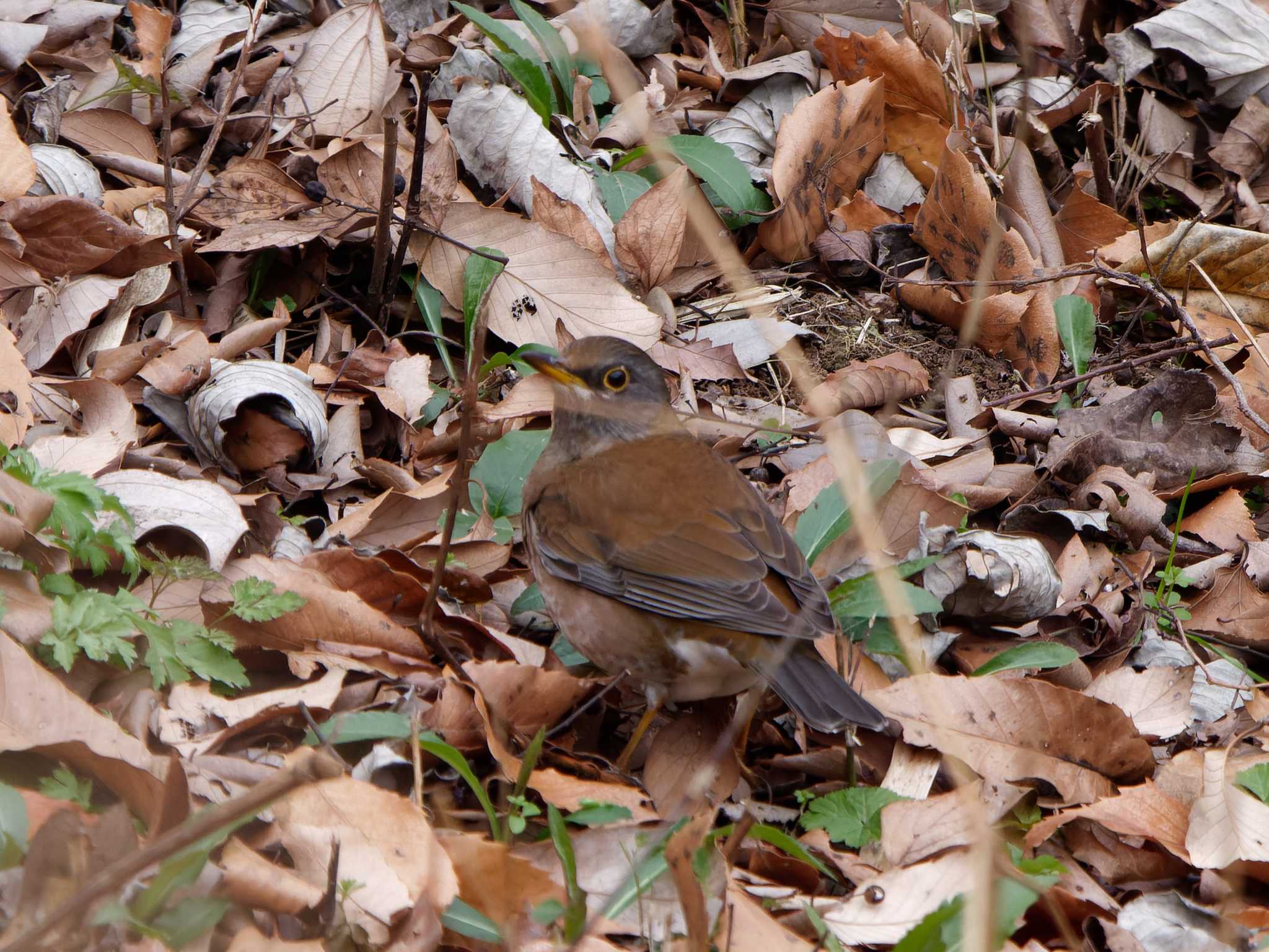 Photo of Pale Thrush at Maioka Park by 丁稚