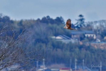 チュウヒ 稲敷市 2024年1月7日(日)