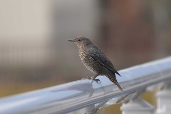 Blue Rock Thrush 相模大堰 Wed, 1/3/2024