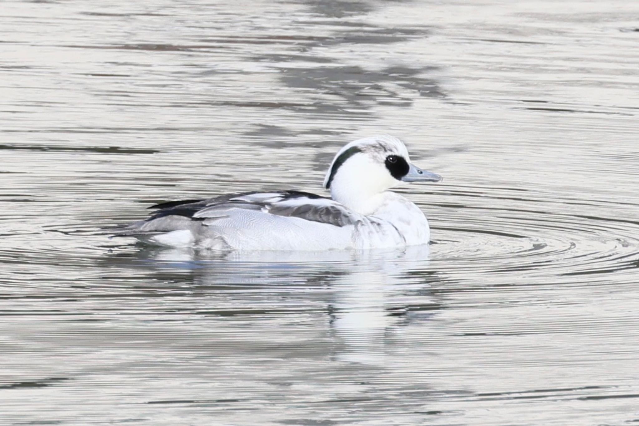 Photo of Smew at 苧ヶ瀬池 by フーさん