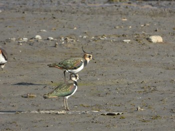 Sun, 11/4/2018 Birding report at 兵庫県　神戸市西区