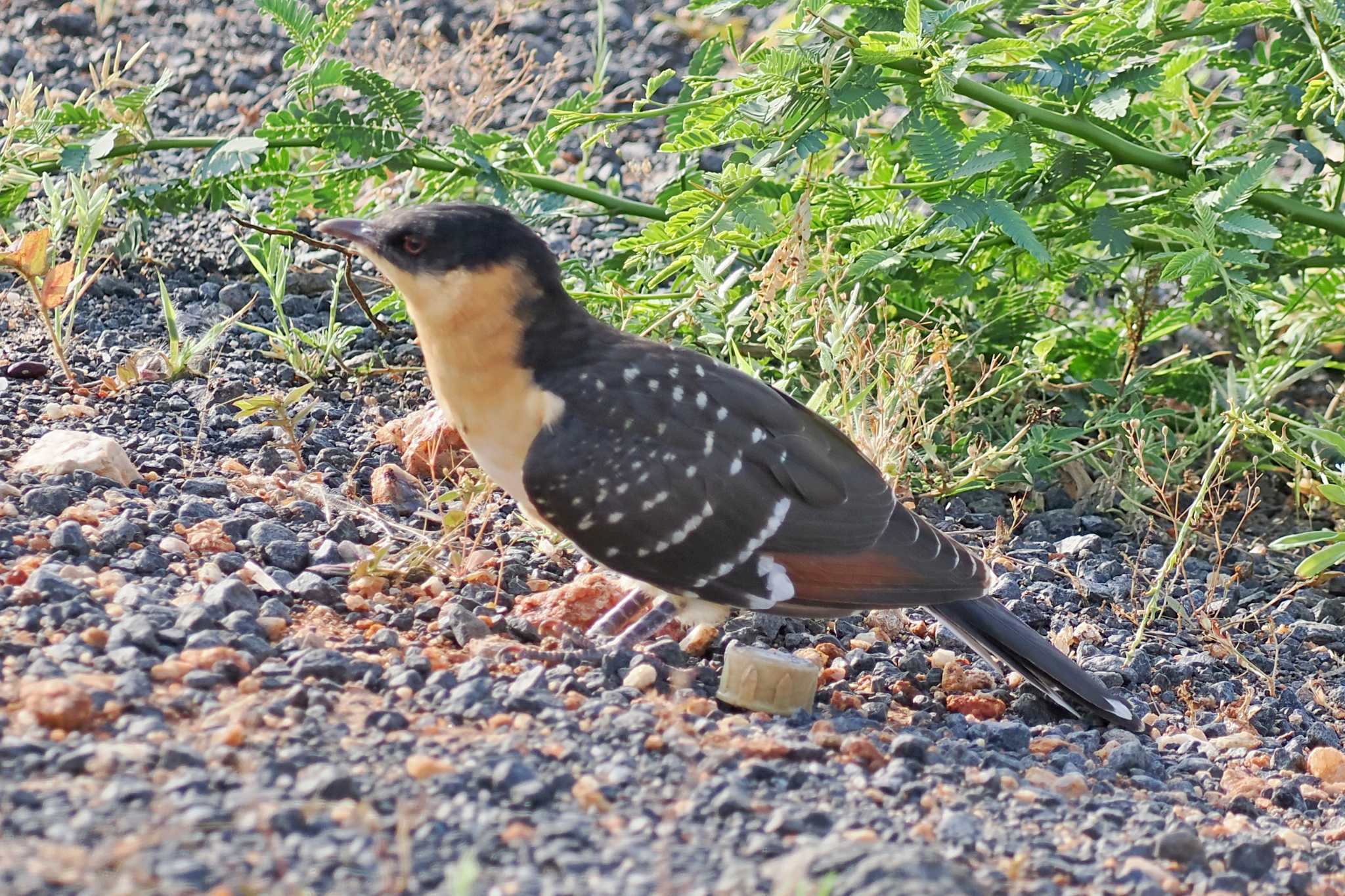 Photo of Great Spotted Cuckoo at Amboseli National Park by 藤原奏冥