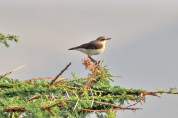 Northern Wheatear Amboseli National Park Sat, 12/30/2023