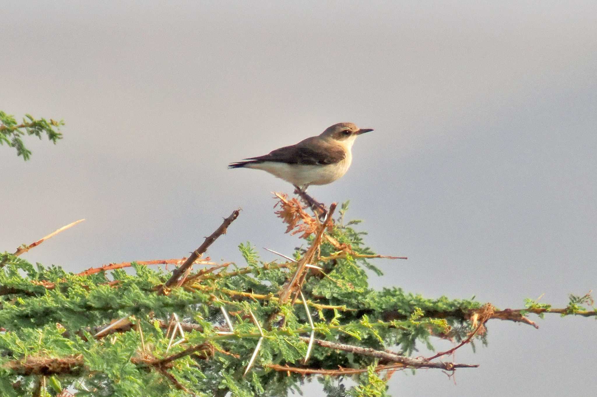 Photo of Northern Wheatear at Amboseli National Park by 藤原奏冥