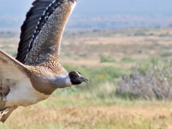 Heuglin's Bustard Amboseli National Park Sat, 12/30/2023